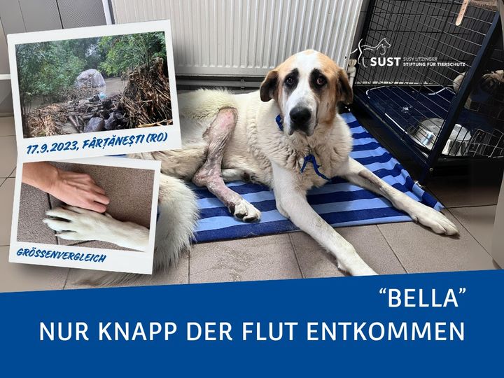 Bella und andere Tieren in Not brauchen dringend Hilfe nach dem Sturm Boris!