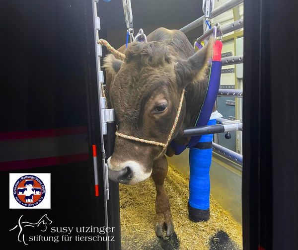 Intervention du service de sauvetage des grands animaux à Ebnat-Kappel