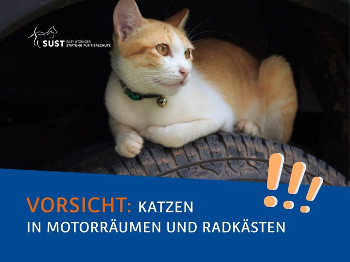 Achtung, AutofahrerInnen!