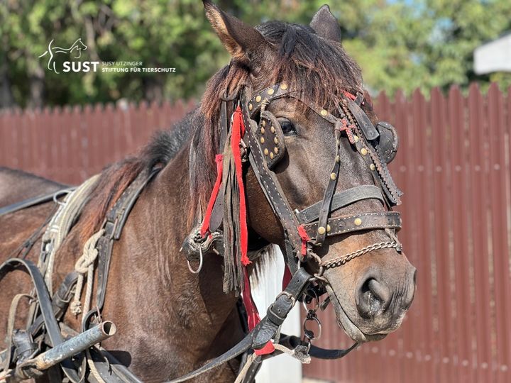 Chevaux de travail en détresse !