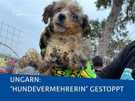 Schockierende Enthüllung in Ungarn: 500 Hunde gerettet!