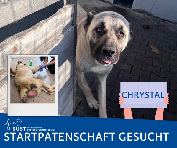 Chrystals Startpatenschaft übernimmt Ursula K. - Vielen herzlichen Dank!