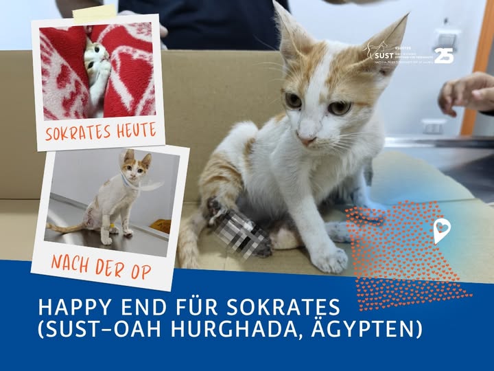 Socrates – A New Life with Three Legs