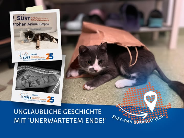 Gray – Der Kater, der „sich selbst rettete“