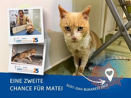 Matei – ein Kater mit besonderem Revier