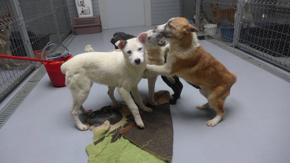 La nouvelle maison pour chiots est entièrement opérationnelle.