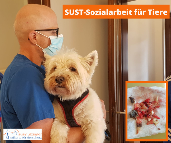 Sozialarbeit für Tiere