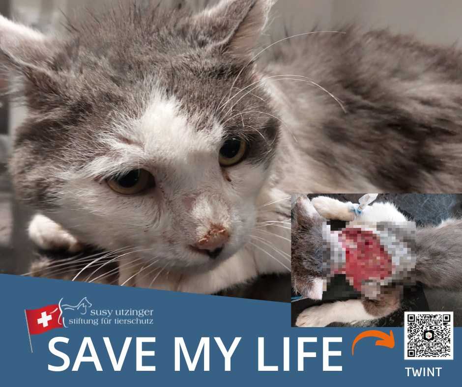 SUST Projekt "Save my Life"