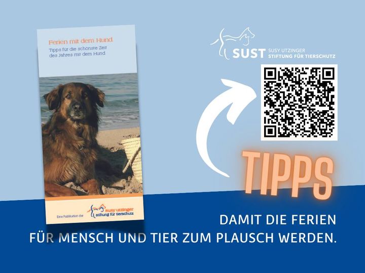 Ferienplanungszeit… Ferien mit dem Hund - ja oder nein?