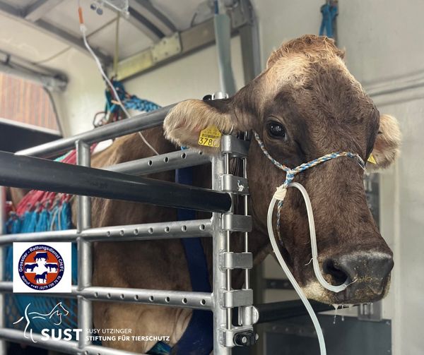 Einsatz des Grosstier-Rettungsdiensts CH/FL in Linthal