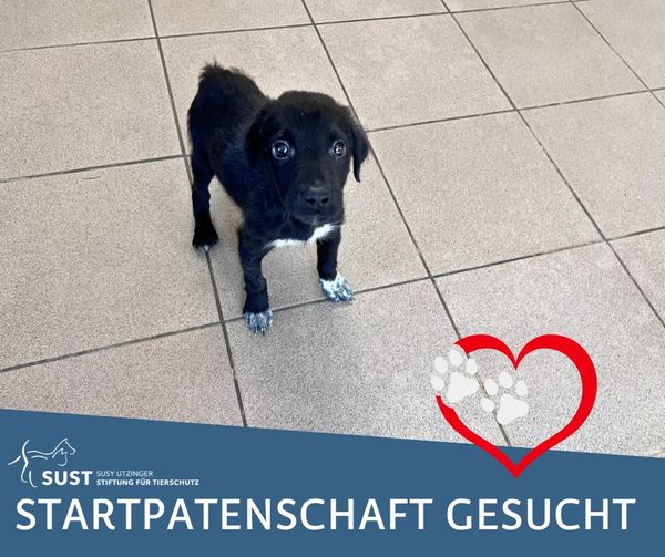 Startpatenschaft für "Blacky" gefunden!