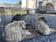 Verwilderte Katzen und Hunde im In- und Ausland zu kastrieren ist eine äusserst wichtige Tierschutzleistung. 