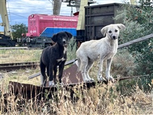 Verwilderte Katzen und Hunde im In- und Ausland zu kastrieren ist eine äusserst wichtige Tierschutzleistung. 