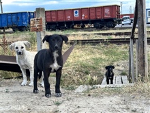 Verwilderte Katzen und Hunde im In- und Ausland zu kastrieren ist eine äusserst wichtige Tierschutzleistung. 