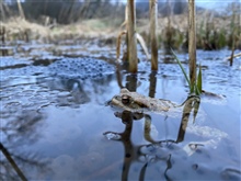 Amphibienwanderungen 