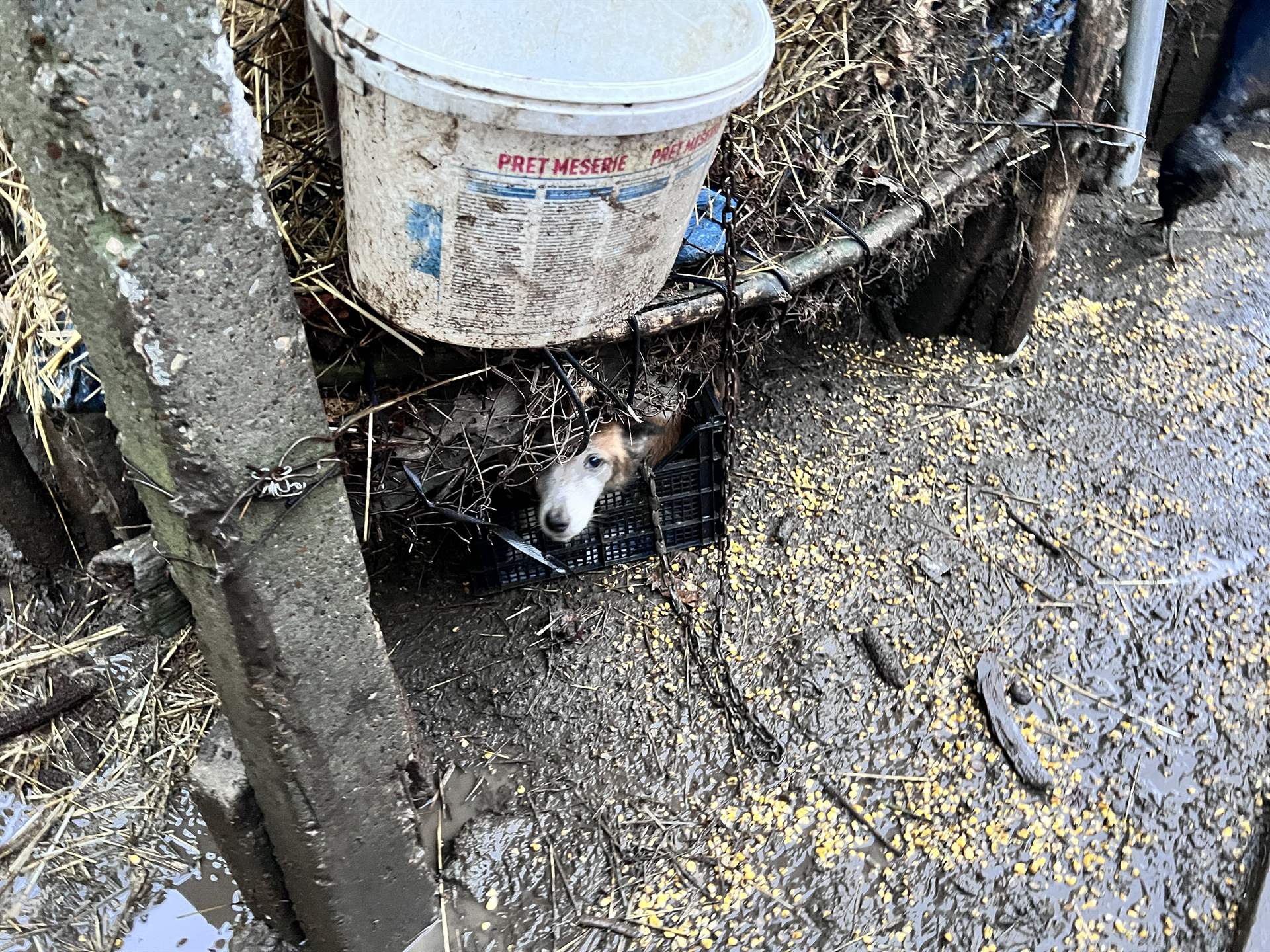 Sturm Boris verwüstet Region Galati – SUST leistet Soforthilfe für Tiere in Not