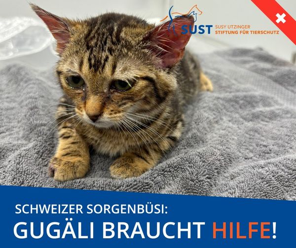 Swiss worry kitten Gugäli needed your help!