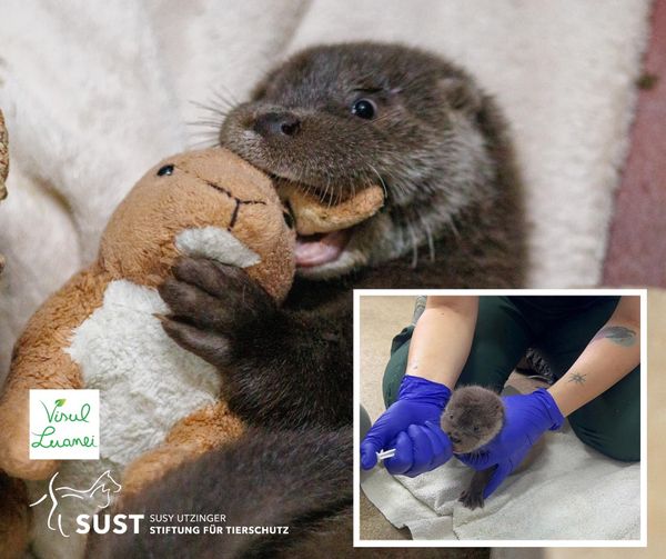 This sweet baby otter was found without its mother...