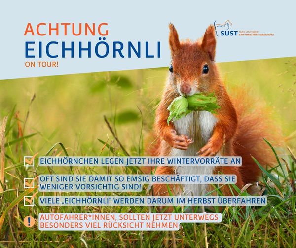 Geschäftige Eichhörnchen sind on Tour!