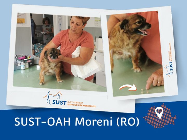 Foxy, eine weitere Patientin im SUST-OAH Moreni