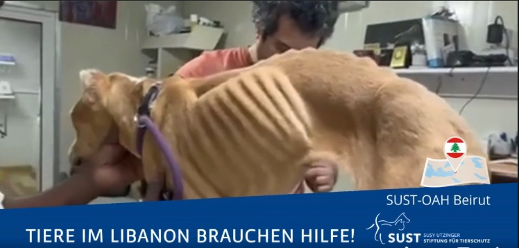 Tiere im Libanon brauchen Ihre Hilfe!