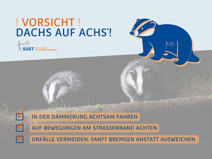 Dachs auf Achs’