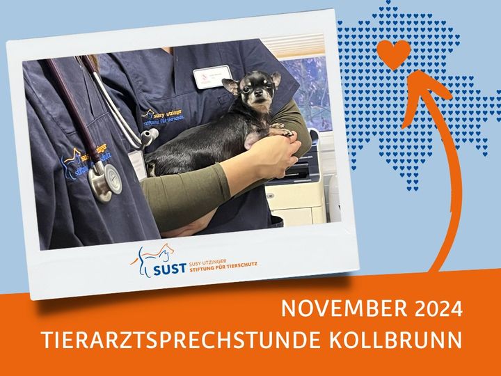 Veterinary consultation in Kollbrunn