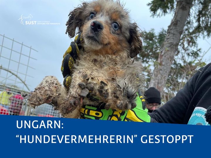 Shocking revelation in Hungary: 500 dogs rescued!