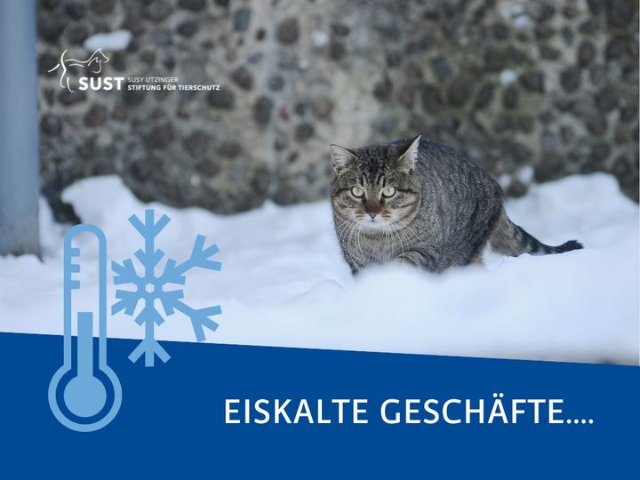 Katzen brauchen Katzenklos !