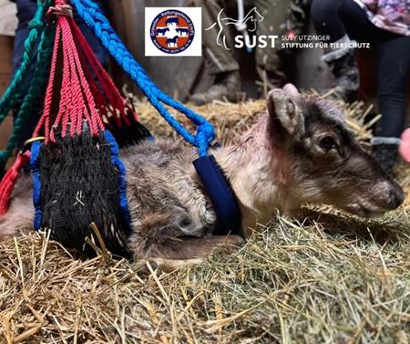 Ende November wurde der Grosstier-Rettungsdienst CH/FL für einen ganz besonderen Patienten aufgeboten: