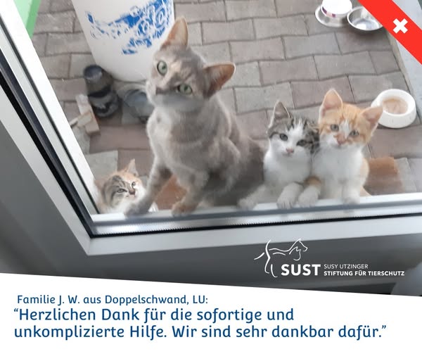 Cat neutering in Doppelschwand (LU)