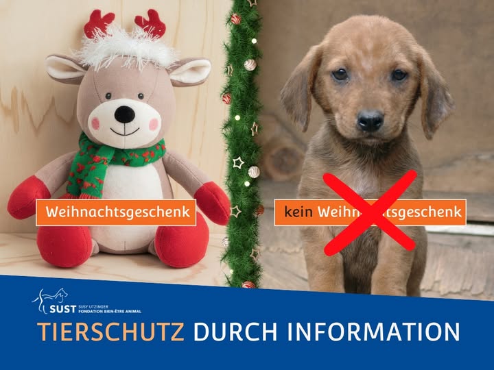 Tiere sind keine Weihnachtsgeschenke!