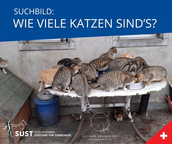 Neutering campaign in the Sense district FR