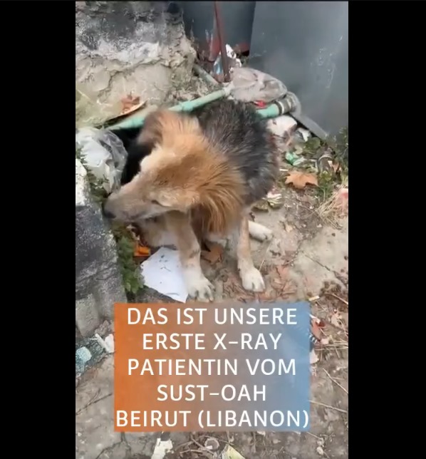 Une étape importante à l'orphelinat pour animaux de la SUST à Beyrouth !