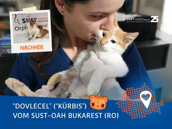 Dovlecel – tapferer kleiner Kürbis!