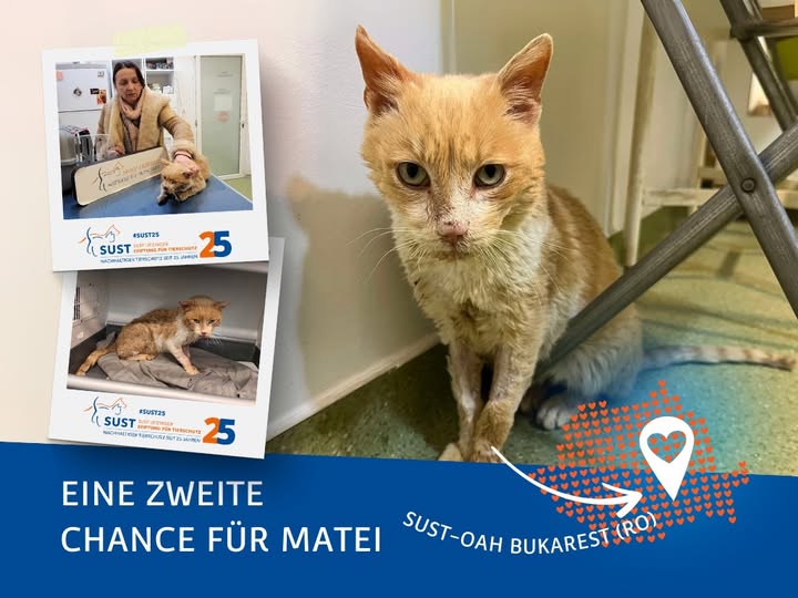 Matei – ein Kater mit besonderem Revier