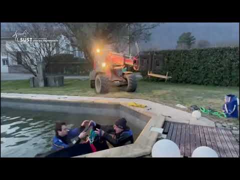 Kuh landet im Swimmingpool