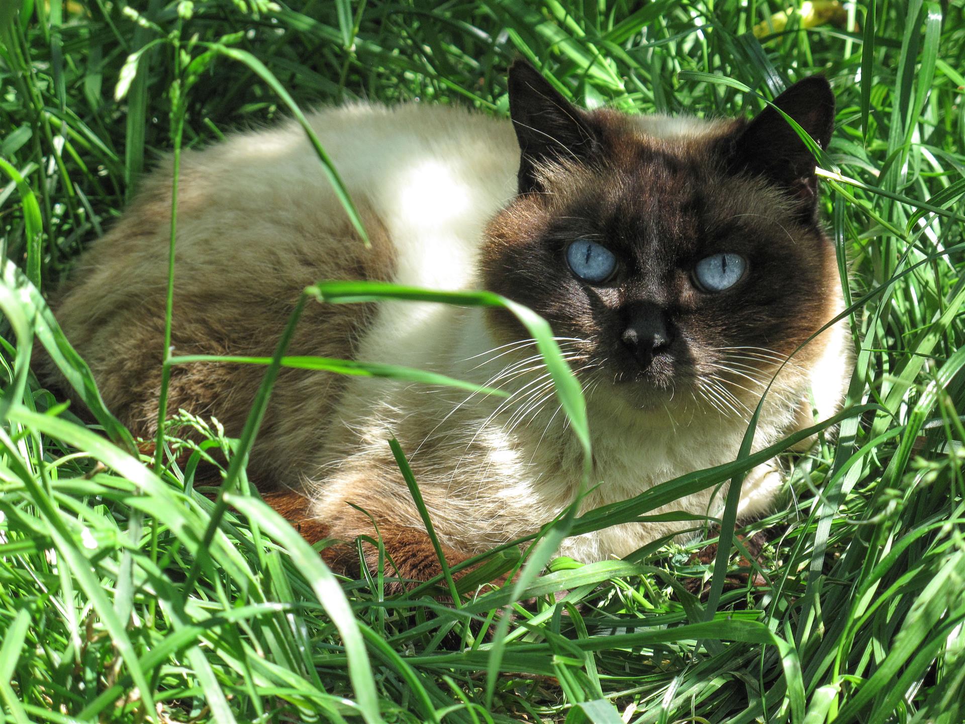 Stérilisations des chats en Suisse