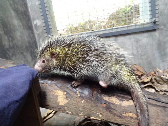 Verletzte Wildtiere erhalten Hilfe im SUST-Tierwaisenhospital in Peru