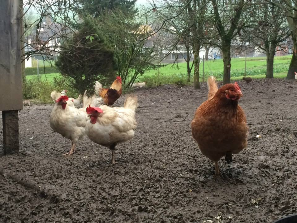 SUST-Legehennen-Aktionen