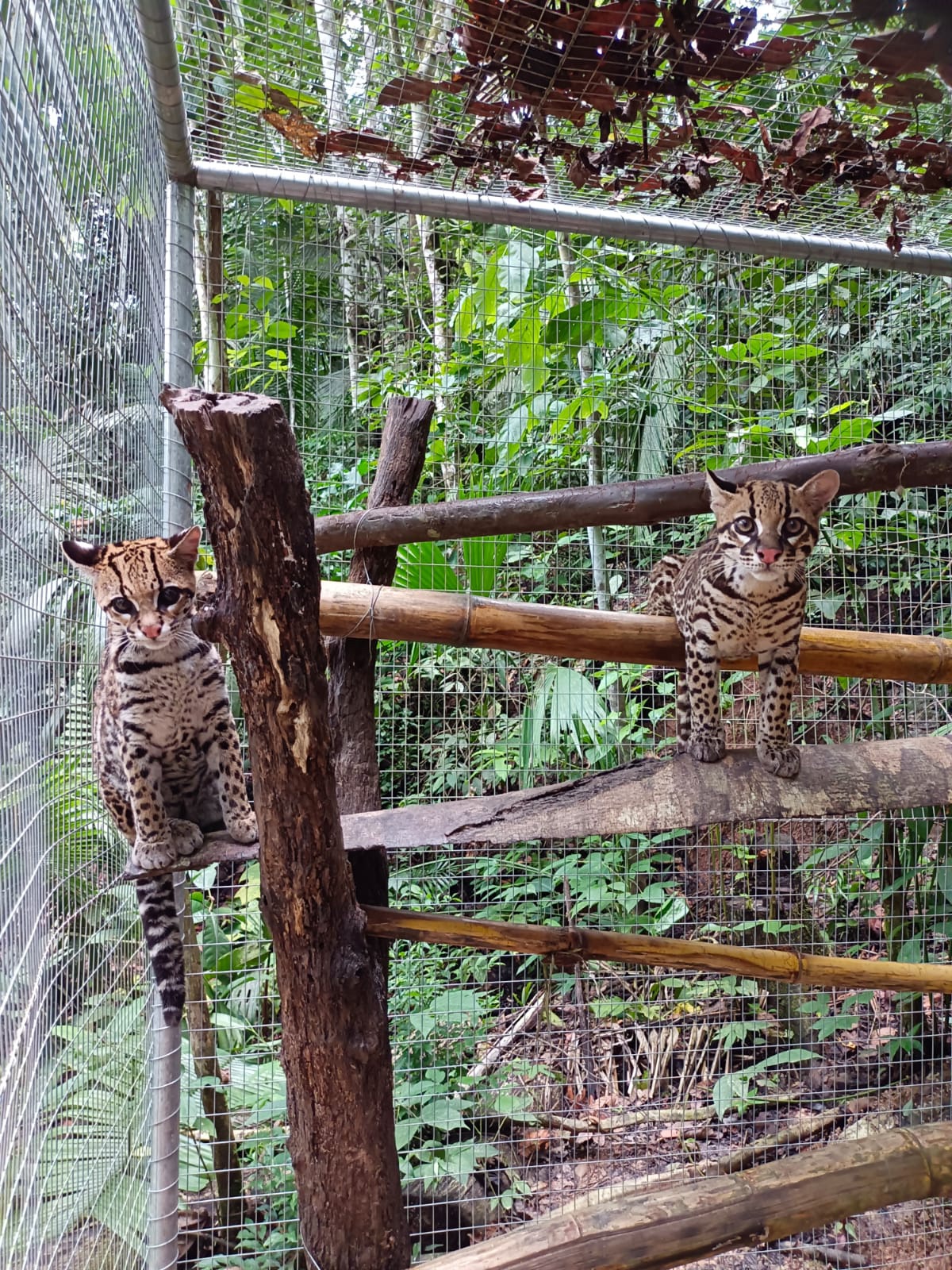 Un nouveau foyer pour deux femelles ocelots