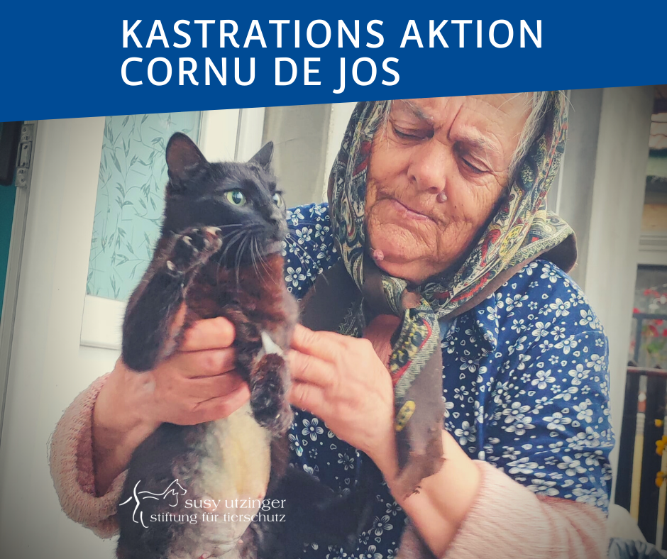 ++ Kampagnen-Report von unserer Kastrations-Aktion in Cornu de Jos, Rumänien ++