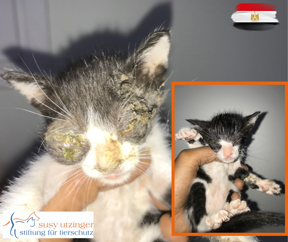 Une vie dangereuse pour les chats dans les rues de Hurghada