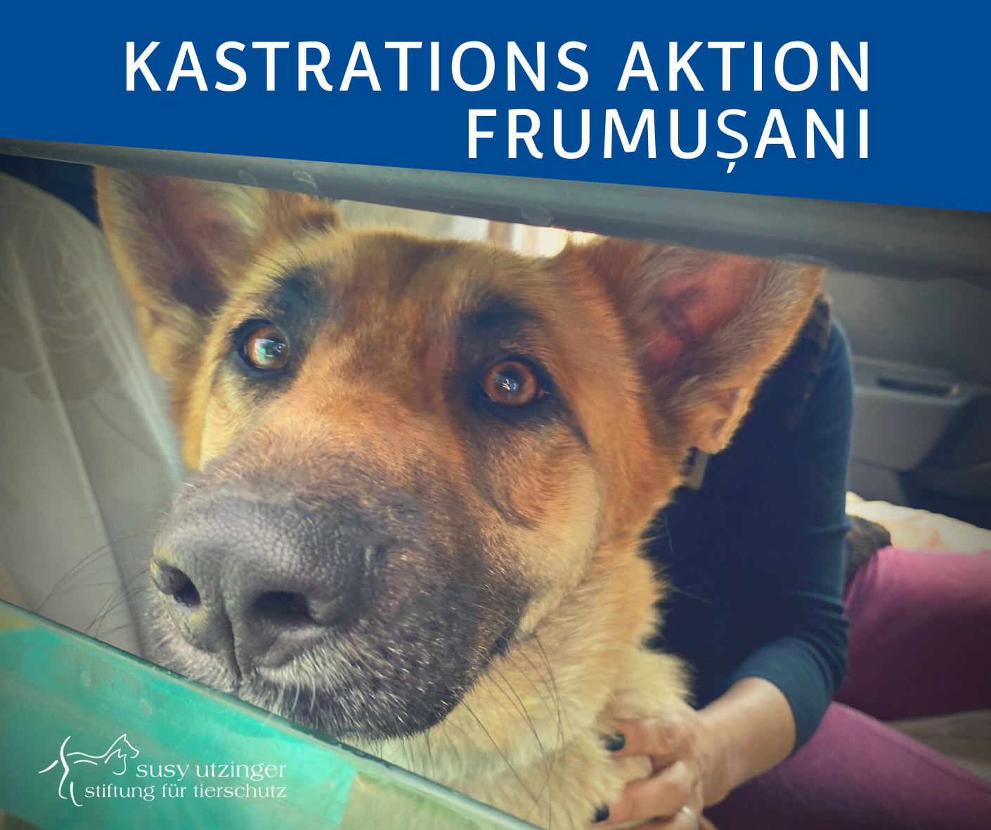 ++ Kampagnen-Report von unserer Kastrations-Aktion in Frumusani, Rumänien ++