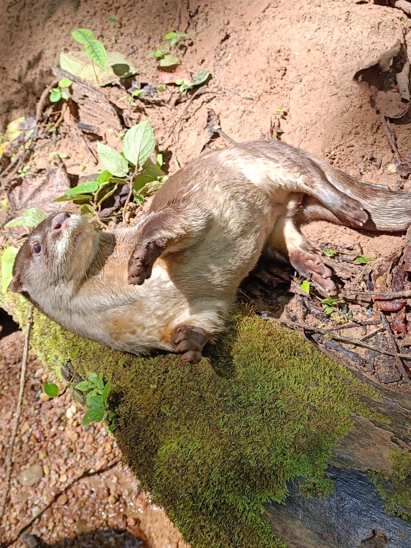 Des nouvelles de l'orphelinat pour animaux de la SUST au Pérou