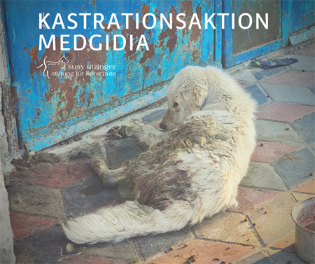 ++ Kampagnenreport von unserer Kastrationsaktion in Medgidia, Rumänien ++