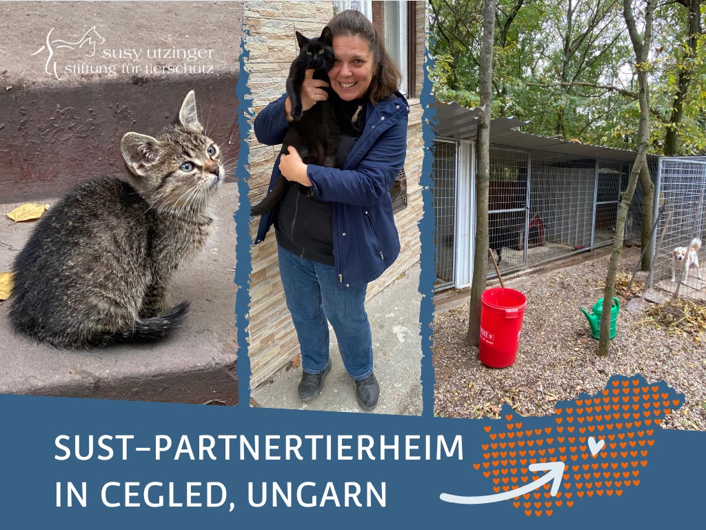 Nouvelle maison pour chats au refuge partenaire de la SUST à Cegled, HU