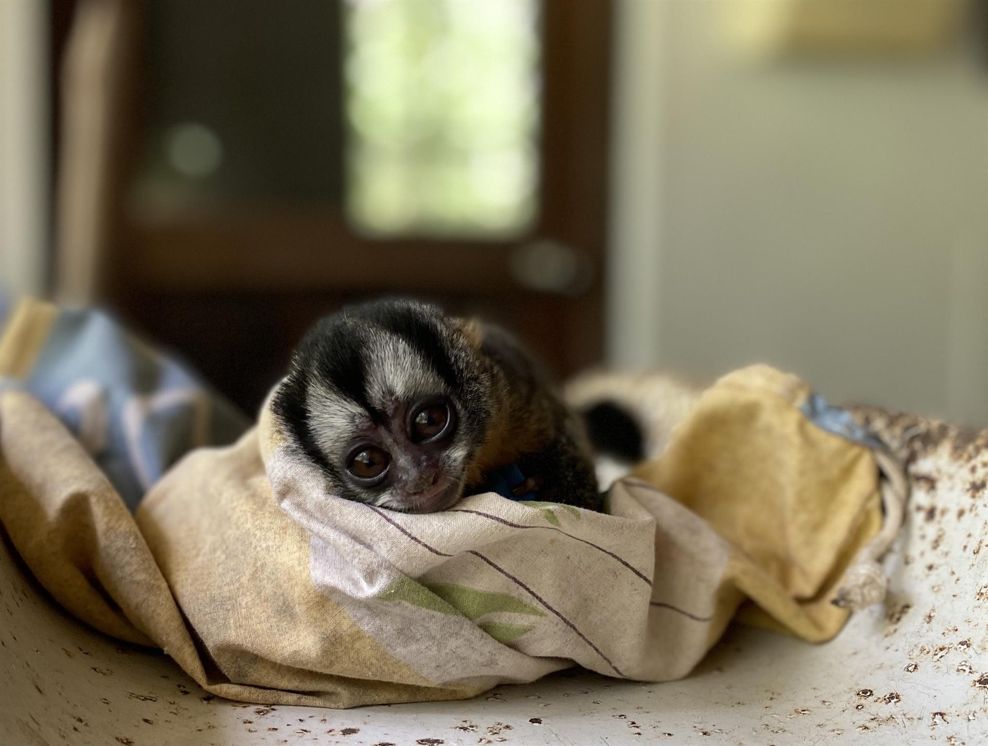 NOUVEAU BÉBÉ SINGE, NOMMÉ USHARI...