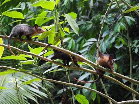 Opossums klettern in die Freiheit...