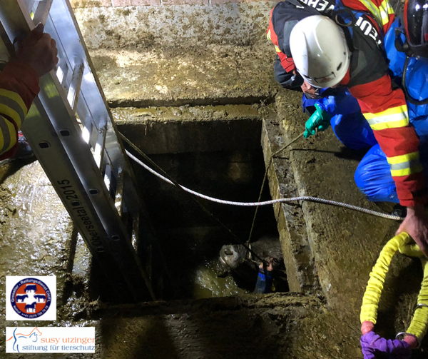 Grossartiger Einsatz vom Grosstier-Rettungsdienst (GTRD)